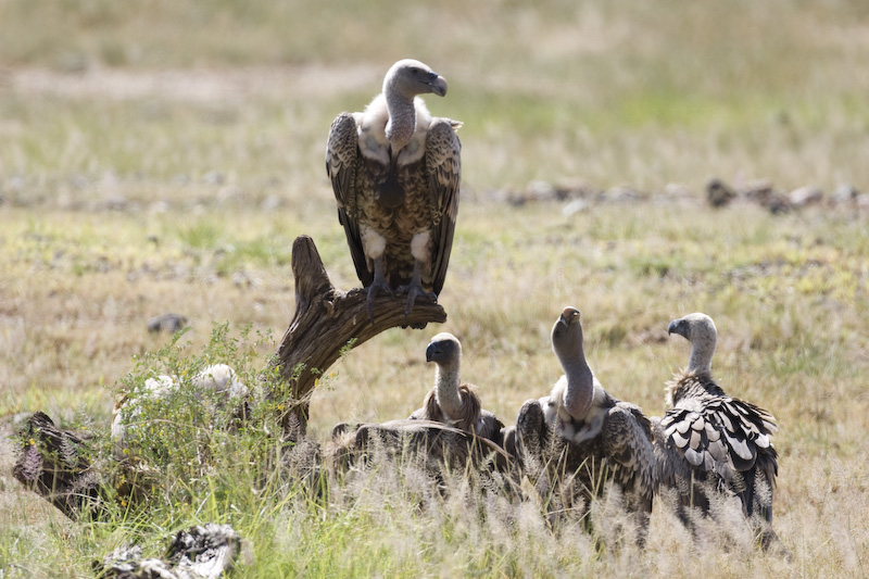 Ruppells Vulture